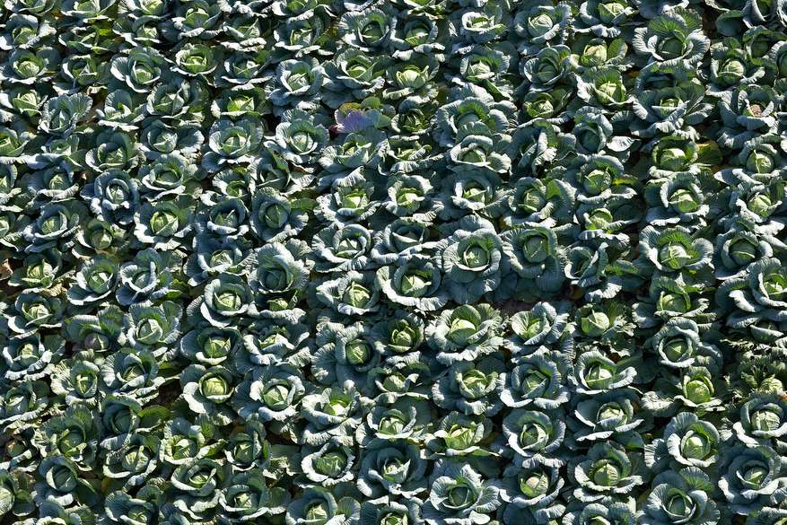 La choucroute française, un patrimoine agricole à redécouvrir