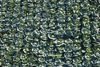 La choucroute française, un patrimoine agricole à redécouvrir 